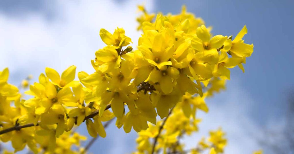 How to Grow and Care for Forsythia Shrubs