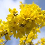 How to Grow and Care for Forsythia Shrubs How to Grow and Care for Forsythia Shrubs