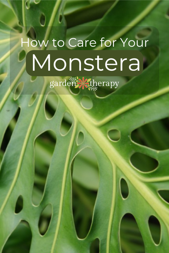 how to grow and keep your monstera plant happy