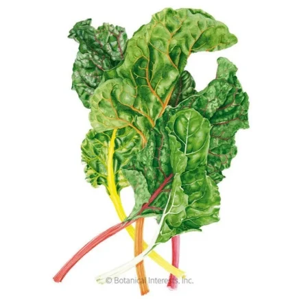 celebration swiss chard seeds