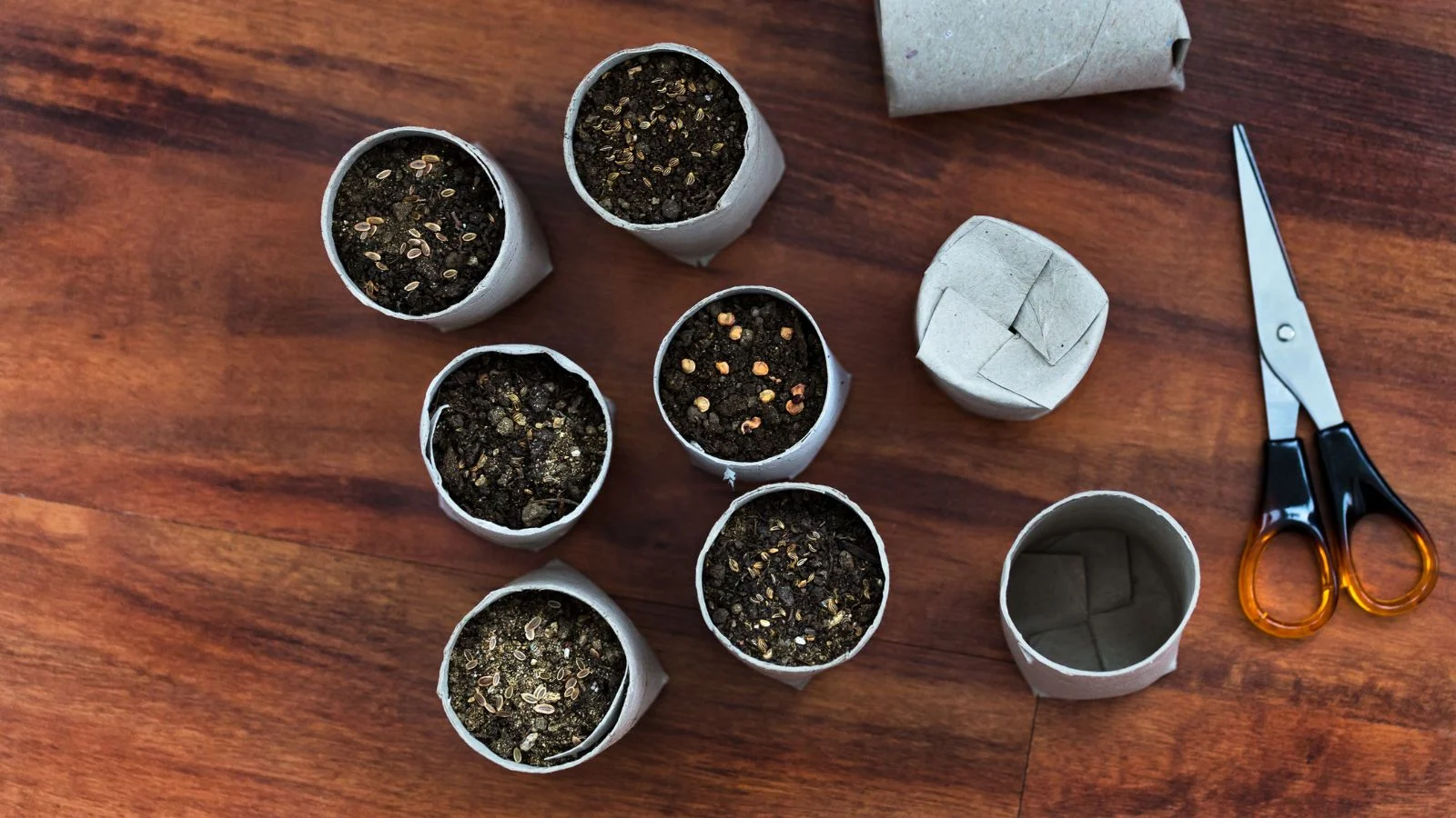 a close-up and overhead shot of a composition of halved cores of tissues, filled with soil and ovules, all placed alongside scissors on a wooden surface indoors
