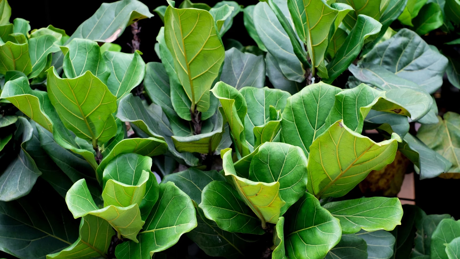a close-up of a fiddle leaf fig, showcasing its gracefully arching branches that reach out like nature's elegant sculptures. each branch bears lush, vibrant green leaves with distinctive broad, violin-shaped contours, creating a harmonious botanical masterpiece.
