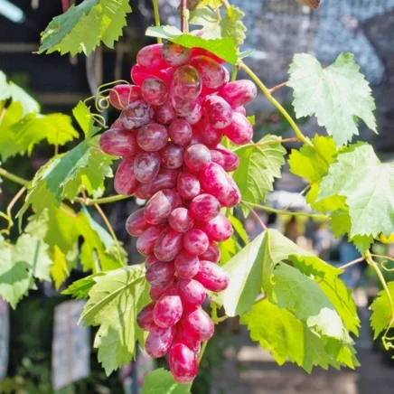 flame red seedless grape seeds