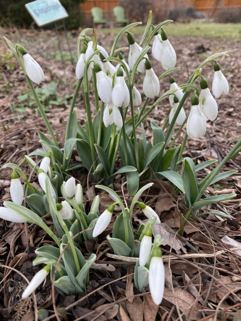 Garden Bloggers’ Bloom Day – January 2026 – Carol J. Michel