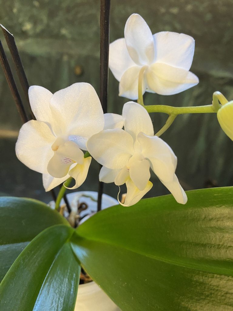 Garden Fairies Provide Updates – Carol J. Michel