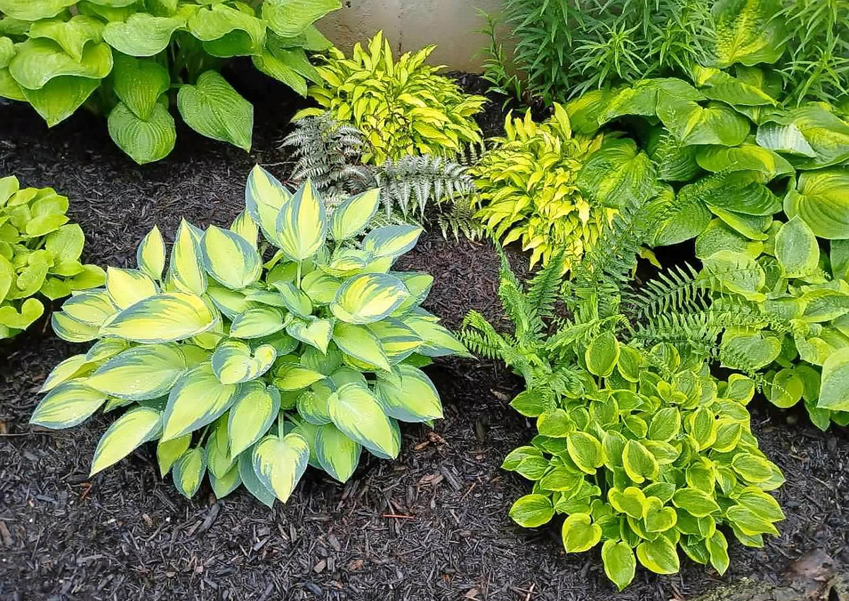 garden bed with various hostas and ferns