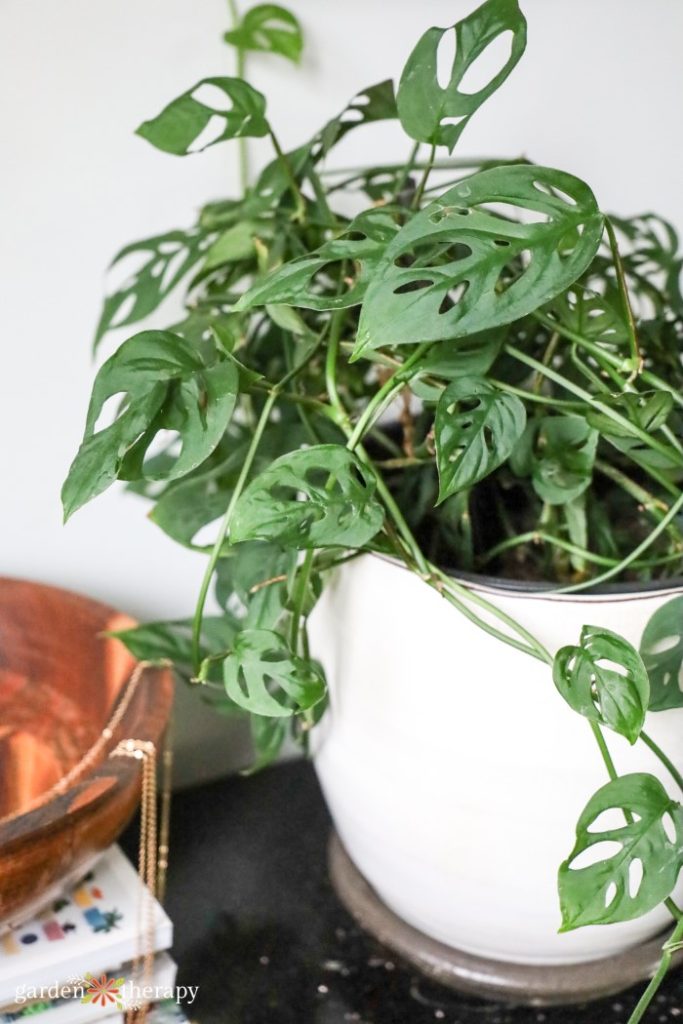 How to Grow and Keep Your Monstera Plant Happy
