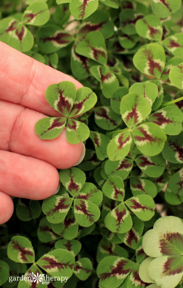 four leaf clover found during garden routine