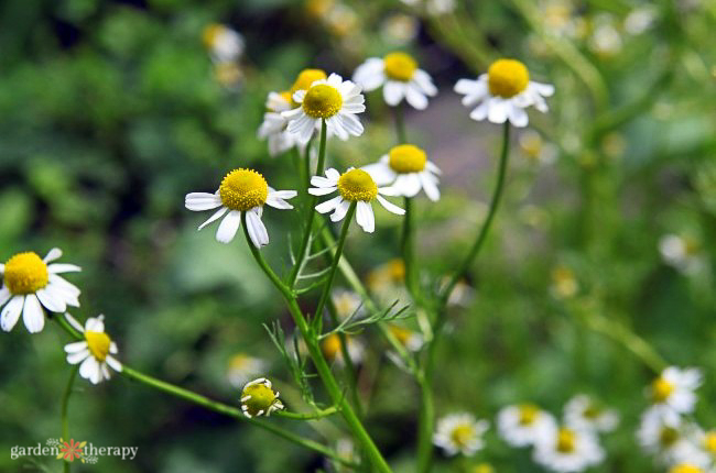 chamomile in garden