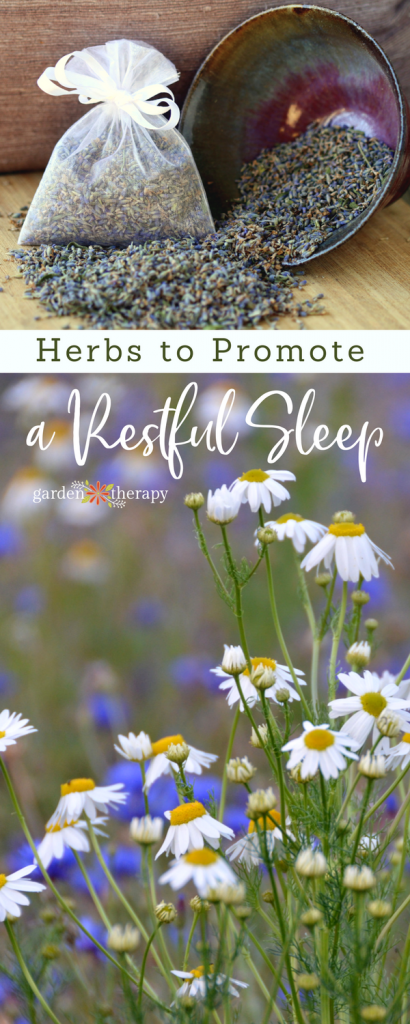 collage image of chamomile flowers underneath lavender sachets with text overlay "herbs to promote a restful sleep"