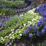 The Celestial Garden: A Guide to Planting by the Signs The Celestial Garden: A Guide to Planting by the Signs