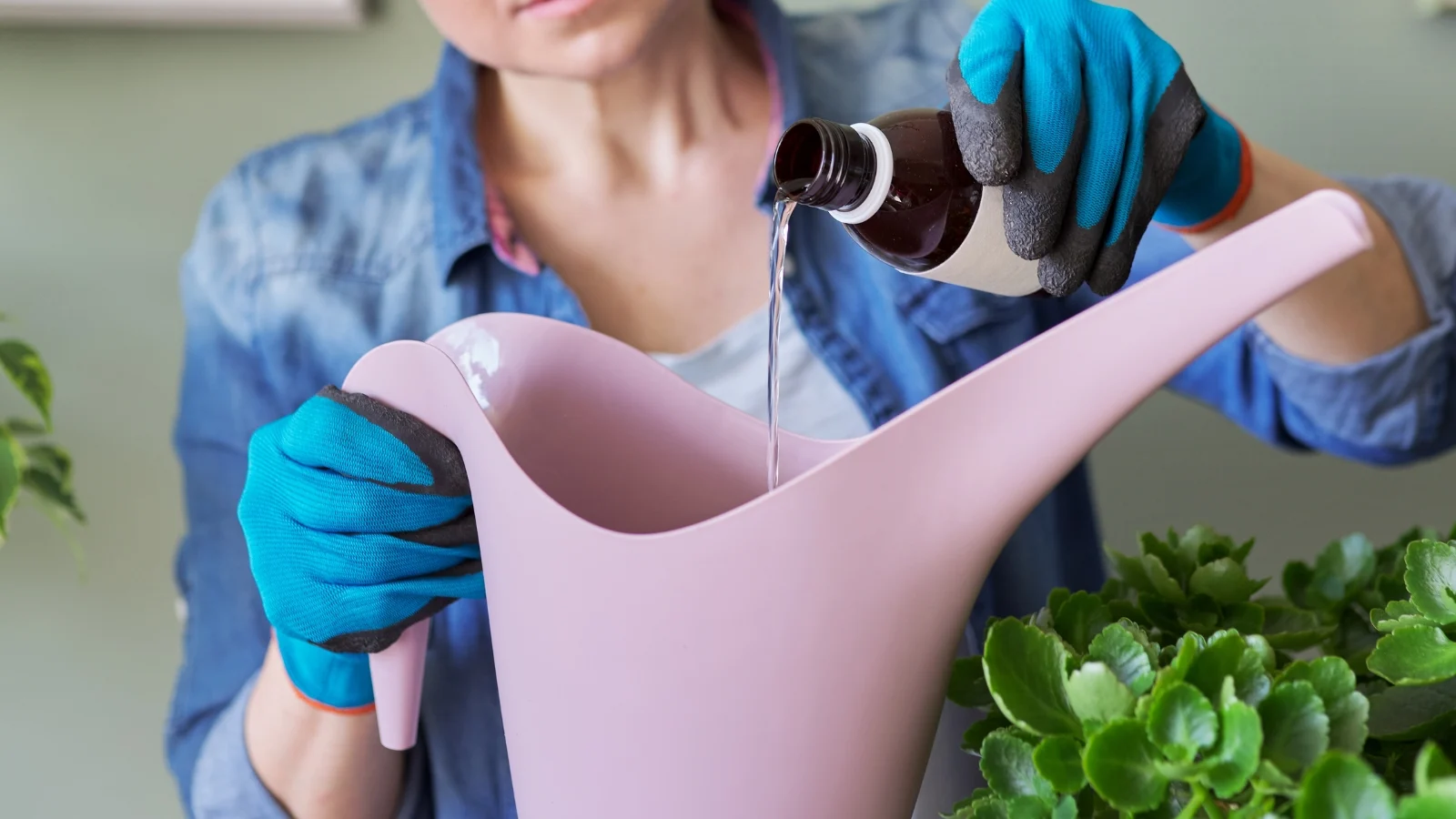 a shot of a person diluting a liquid fertilizer in a pink pitcher with water, situated in a well lit area indoors