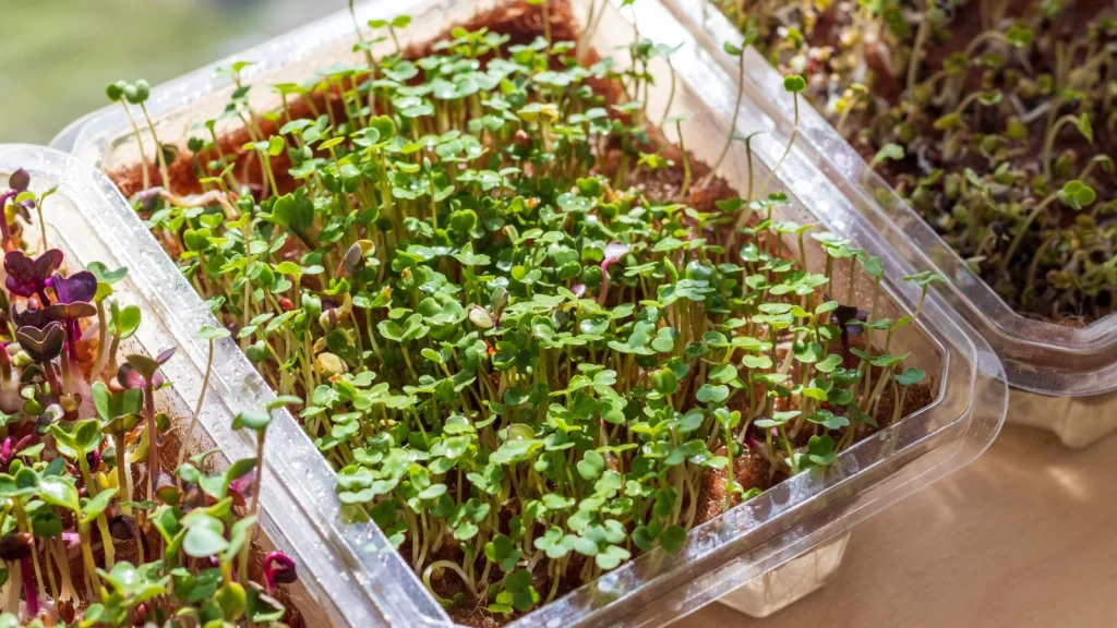 5 Easy Fixes for Yellow, Floppy Microgreens