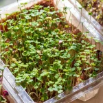 5 Easy Fixes for Yellow, Floppy Microgreens