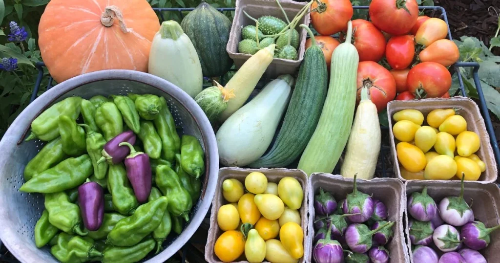 Vegetable Gardening in Arizona (2026 Guide for Desert Gardeners)