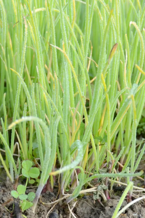 onion seedlings