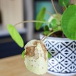 Why is My Plant Drooping? 7 Ways to Save Your Plant Fast!