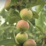 If You Are in the South… Don’t Give up on Apples!