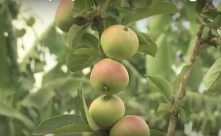 If You Are in the South… Don’t Give up on Apples!