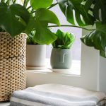 Winter Houseplant Care: How Nurturing Plants Takes Care of YOU Winter Houseplant Care: How Nurturing Plants Takes Care of YOU
