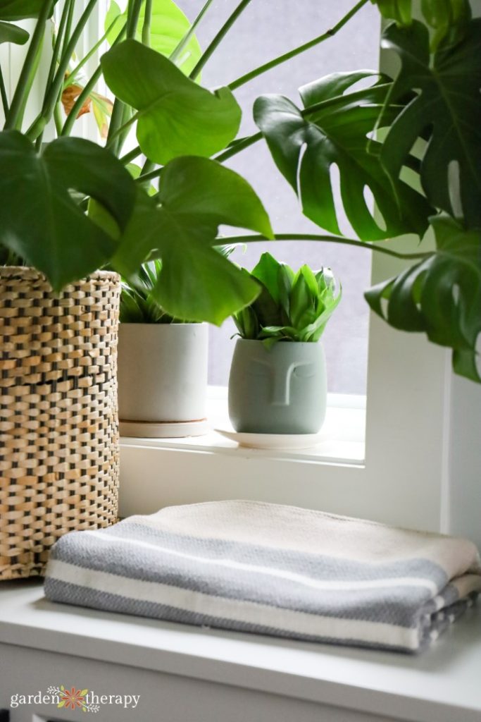 Winter Houseplant Care: How Nurturing Plants Takes Care of YOU