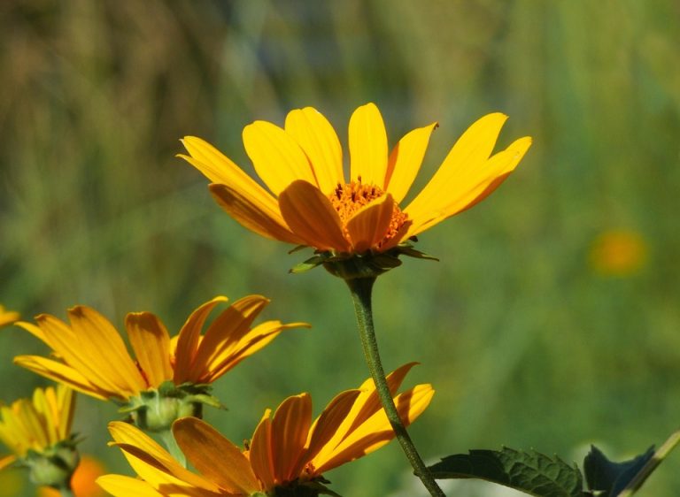 Seasonal Ritual: Autumn’s Breath in Terracotta Cradles Seasonal Ritual: Autumn’s Breath in Terracotta Cradles