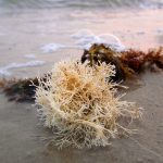 Seasonal Ritual: Amber Light in Winter