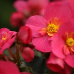 Poetic Guide: Whispers of Green Safety Net