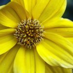 Best Of: Rituals & Secrets for Pollination’s Sacred Dance Best Of: Rituals & Secrets for Pollination’s Sacred Dance