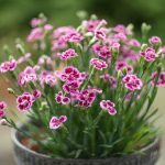 Seasonal Ritual: Frost Melts into Foliage Battles Seasonal Ritual: Frost Melts into Foliage Battles