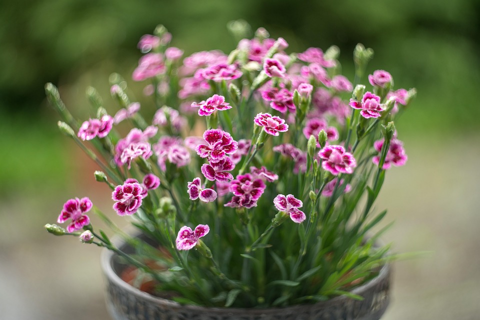 Seasonal Ritual: Frost Melts into Foliage Battles