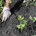 An Expert Guide for Gardeners An Expert Guide for Gardeners