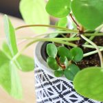 Find Good Fortune With The Chinese Money Plant