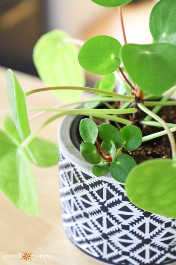Find Good Fortune With The Chinese Money Plant
