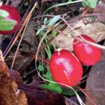 Growing Cold-Hardy Cranberries | Chelsea Green Publishing