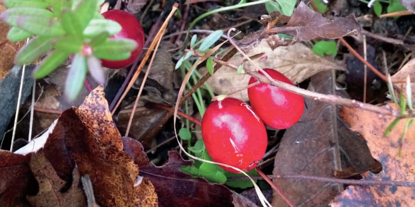 Growing Cold-Hardy Cranberries | Chelsea Green Publishing