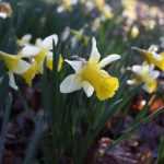 10 Things Nobody Tells You About Narcissus 10 Things Nobody Tells You About Narcissus