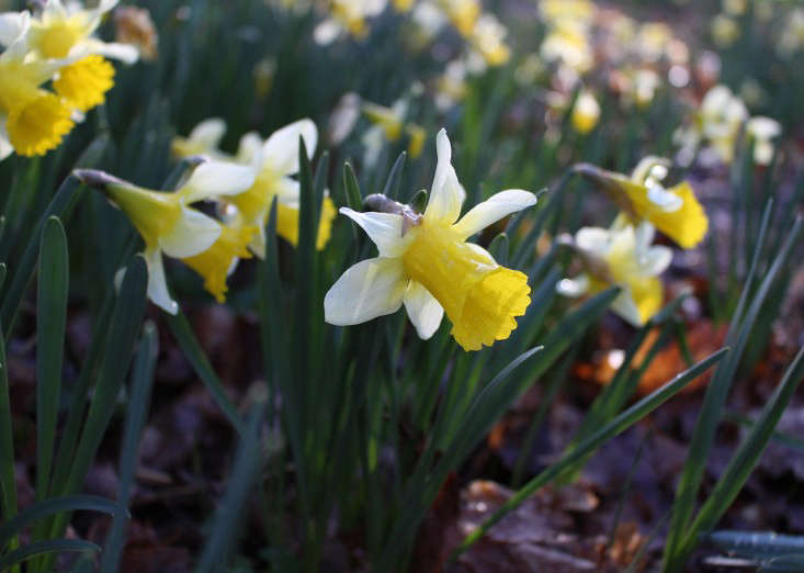 10 Things Nobody Tells You About Narcissus
