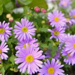 Poetic Guide: Whispers of Ivy and Wind-Kissed Leaves Poetic Guide: Whispers of Ivy and Wind-Kissed Leaves