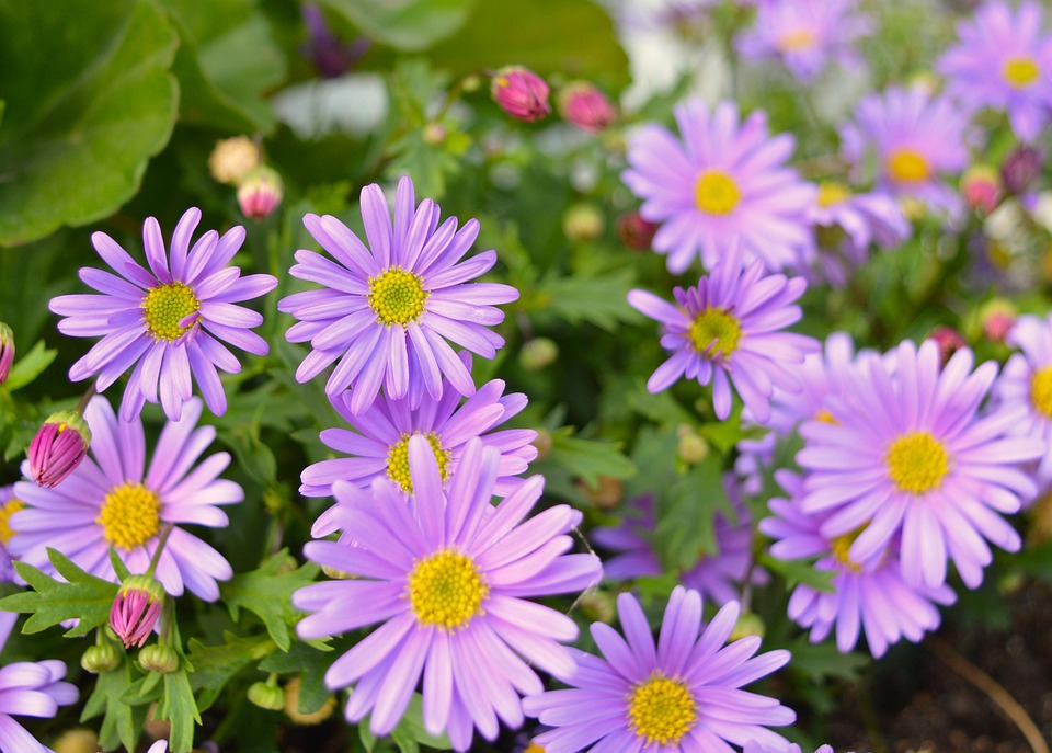 Poetic Guide: Whispers of Ivy and Wind-Kissed Leaves