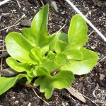 Seeds to Direct Sow 4-6 Weeks Before Your Last Frost Seeds to Direct Sow 4-6 Weeks Before Your Last Frost