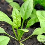 Seeds to Direct Sow 6–8 Weeks Before Your Last Frost