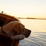 Eco How-To: Weaving Roots into Living Fences