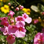 Symbolic Essay: The Garden as a Mirror of Solitude