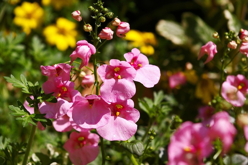 Symbolic Essay: The Garden as a Mirror of Solitude