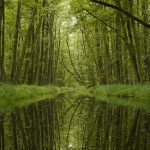 Top 5 Ideas: Summit Simplicity – Breathing New Life into Stone Paths