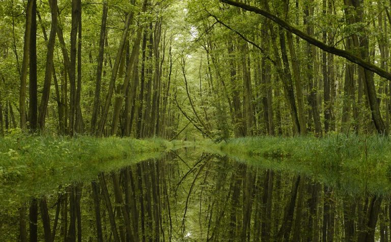 Top 5 Ideas: Summit Simplicity – Breathing New Life into Stone Paths