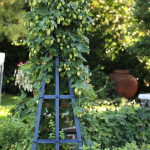 Using Permaculture Zones to Create an Accessible Garden