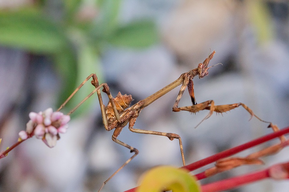 Seasonal Ritual: Frost-Bloom’s Quiet Return