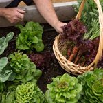 21 Fall Garden Vegetables to Plant for a Fall Harvest • The Garden Glove 21 Fall Garden Vegetables to Plant for a Fall Harvest • The Garden Glove